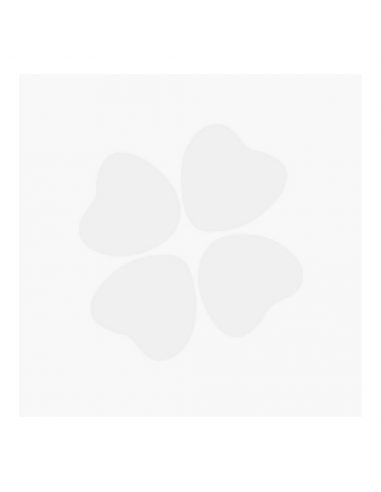 Therascience Enzymup 60 cápsulas